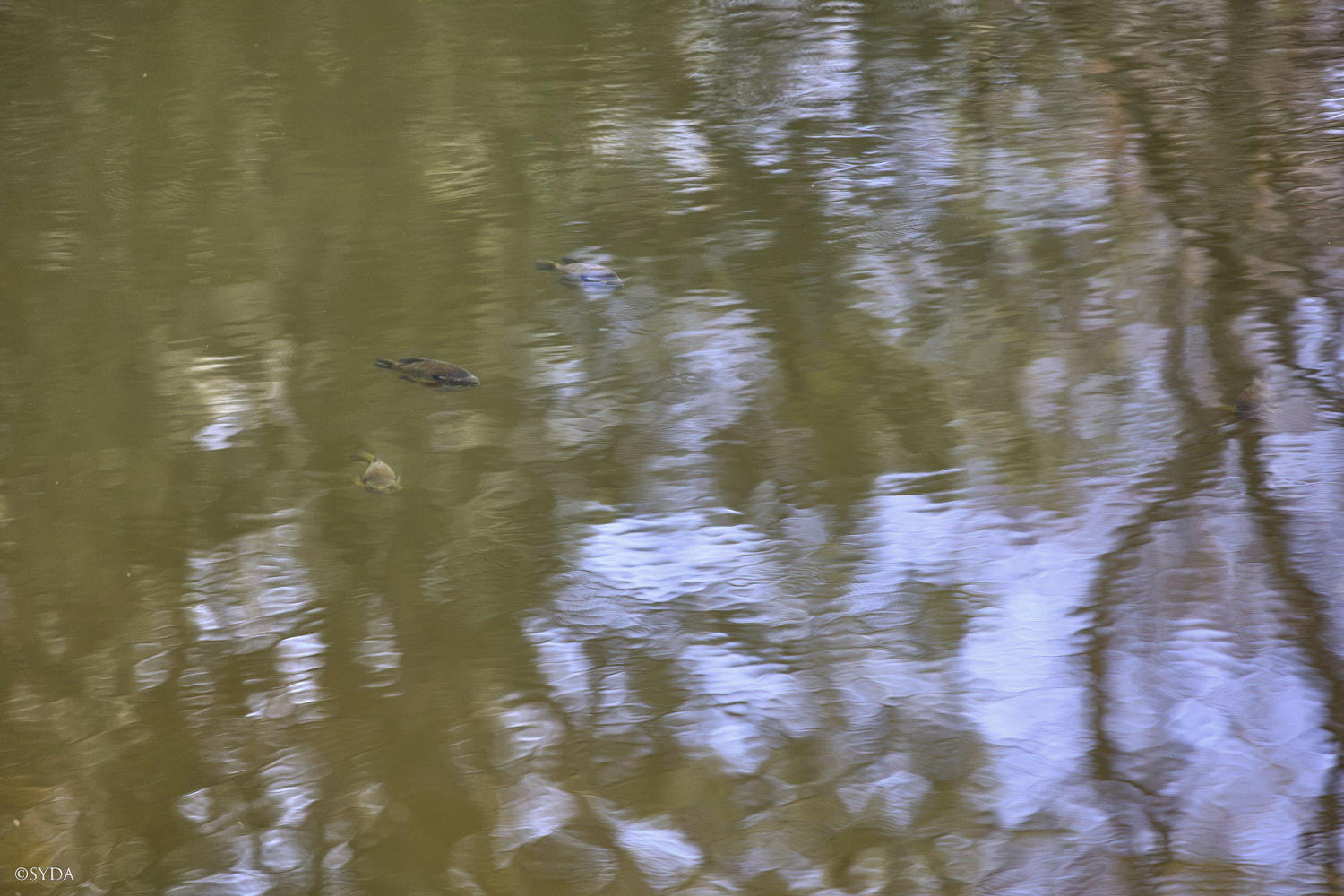 Nature Image