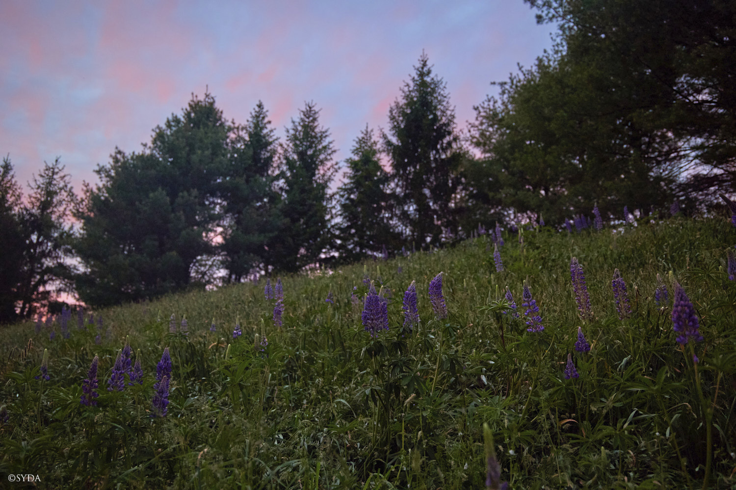 Nature Image
