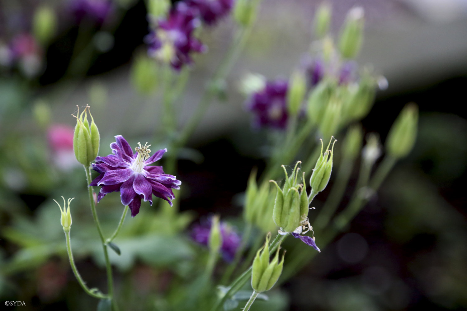 Nature Image