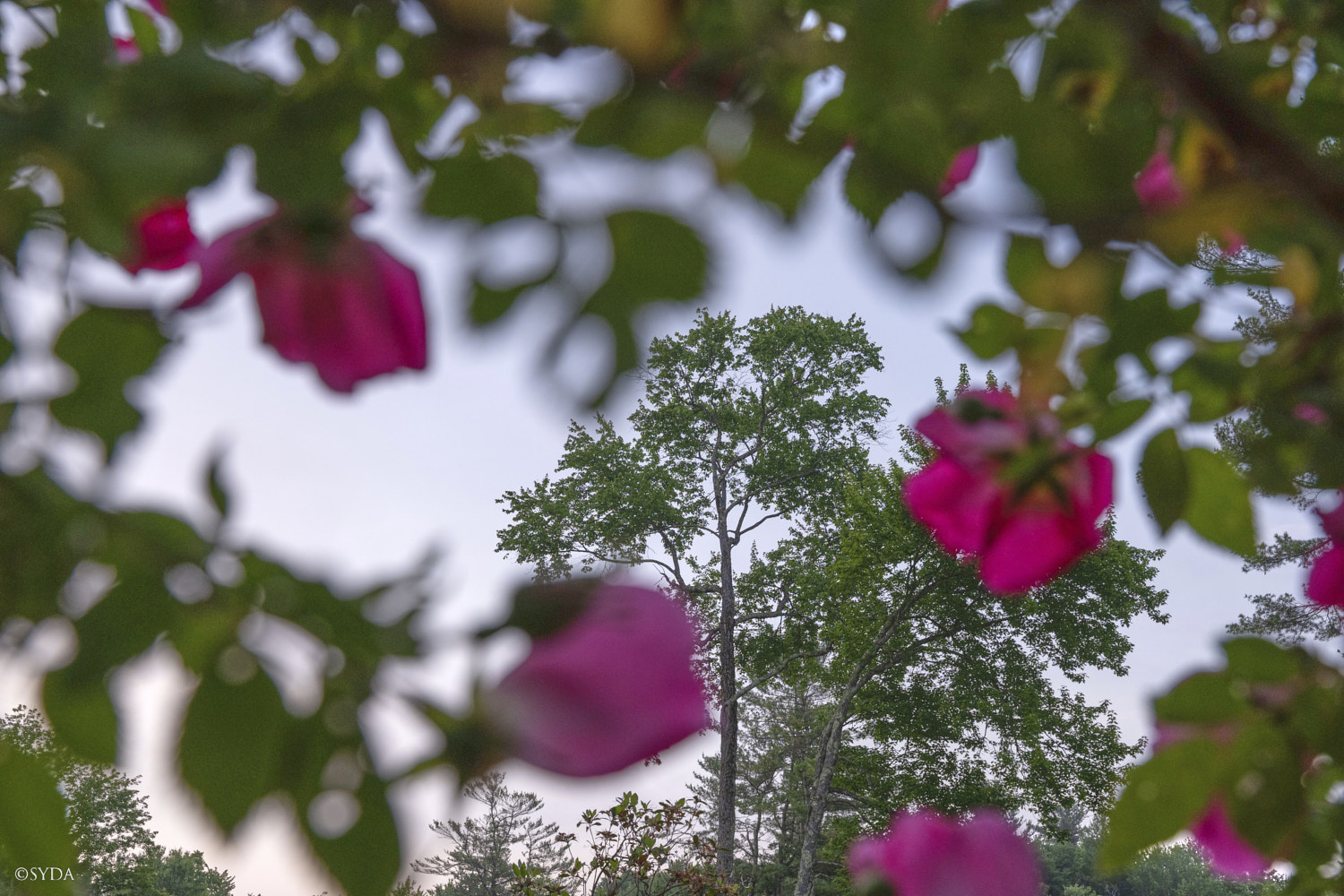 Nature Image