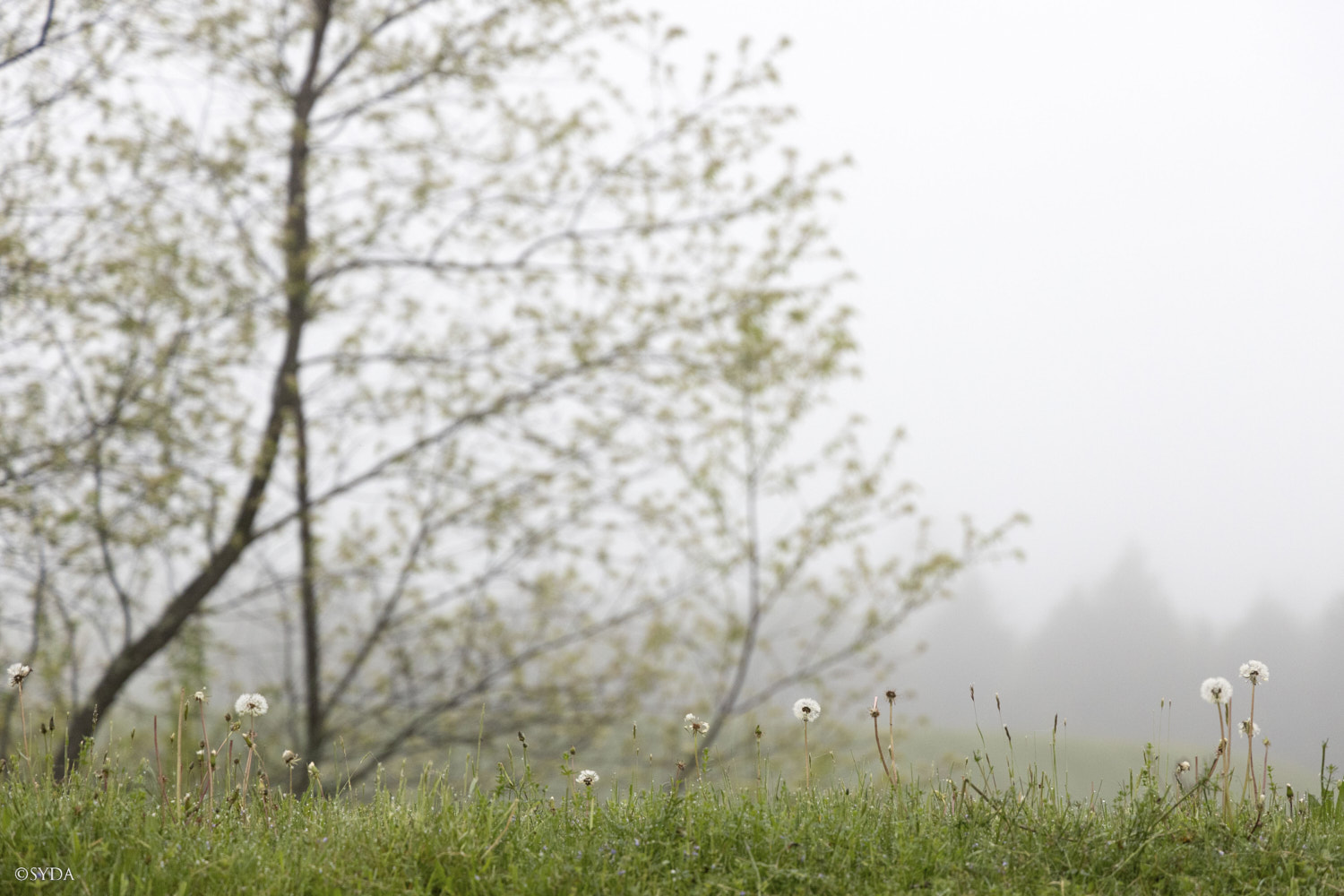 Nature Image