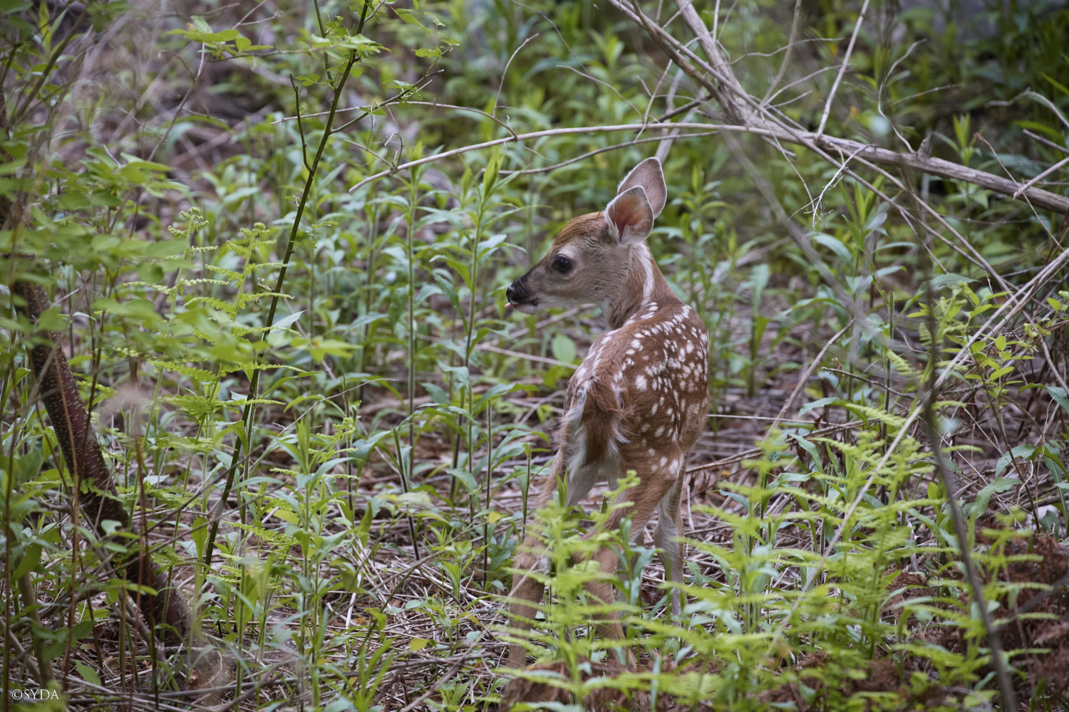 Nature Image