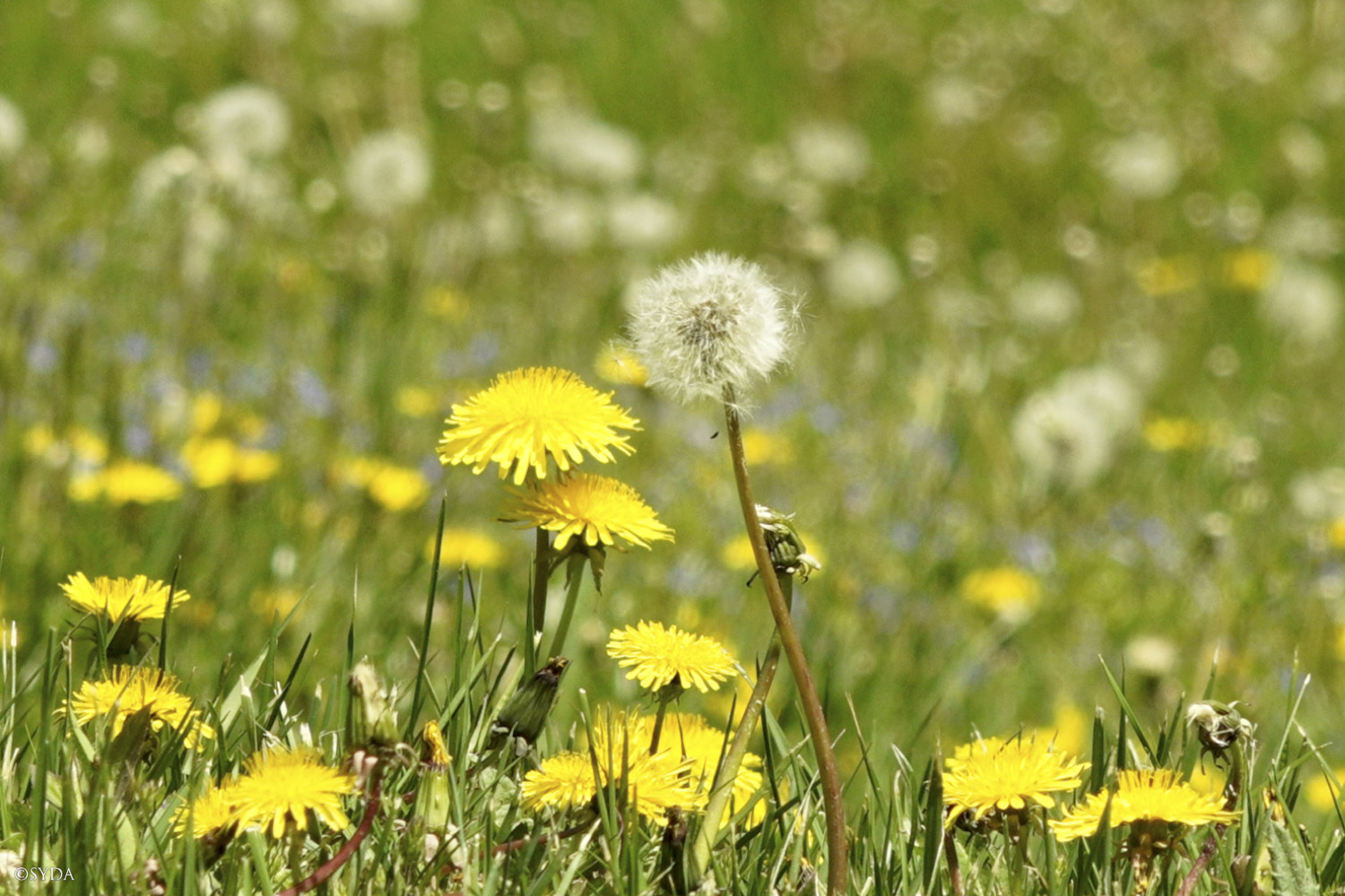 Nature Image