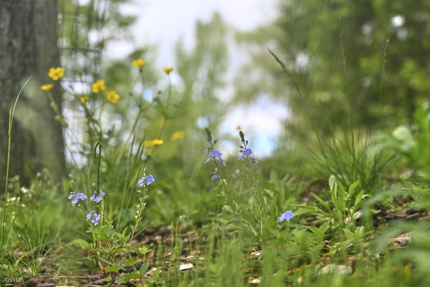 Nature Image