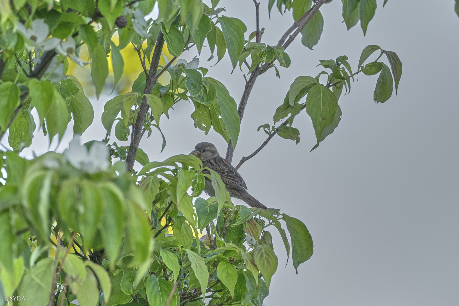 Nature Image
