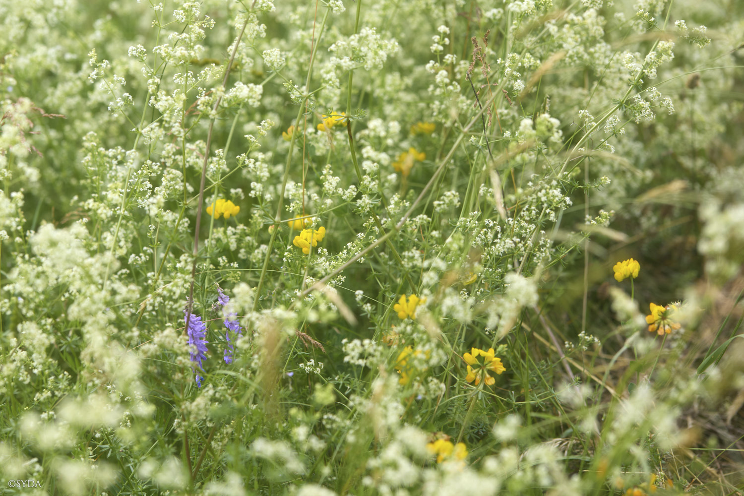 Nature Image