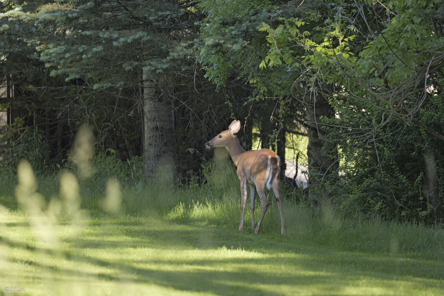 Nature Image