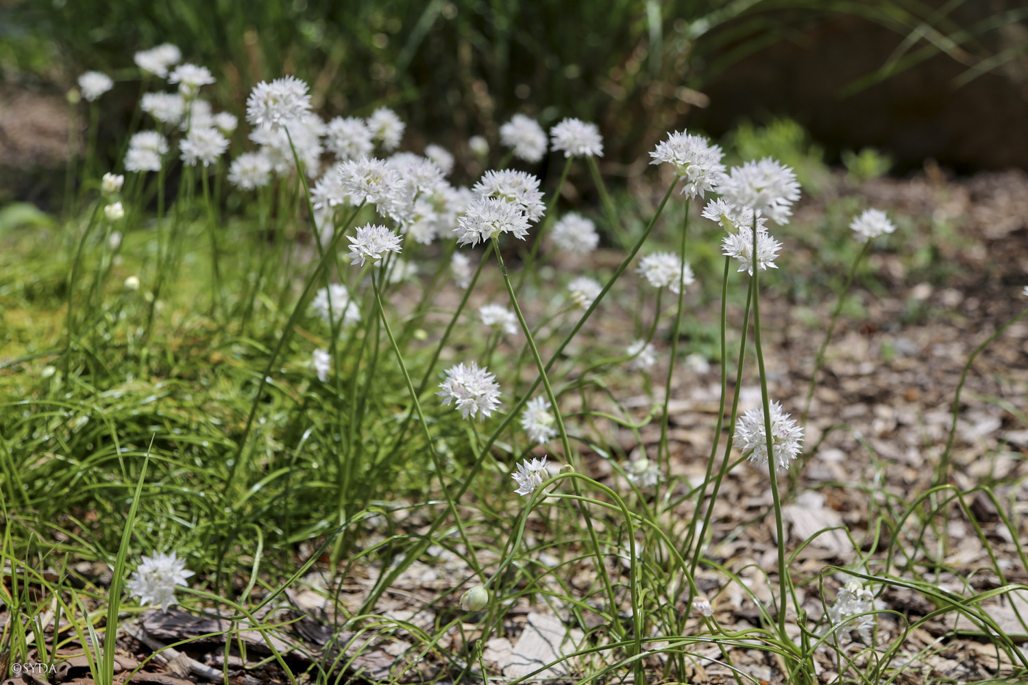 Nature Image
