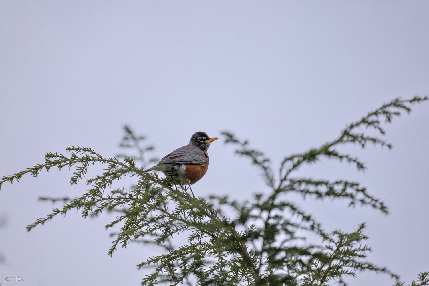 Nature Image