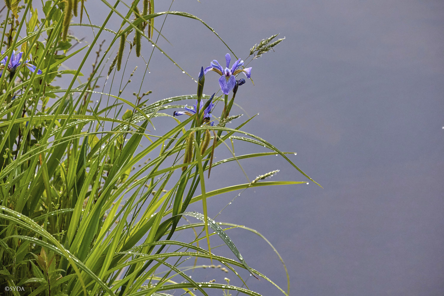 Nature Image
