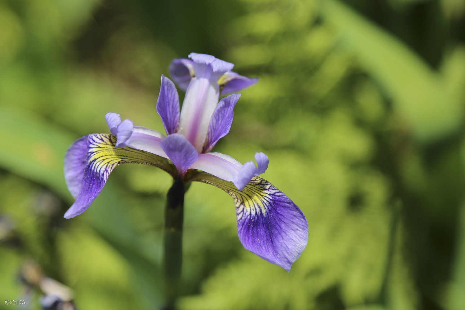 Nature Image