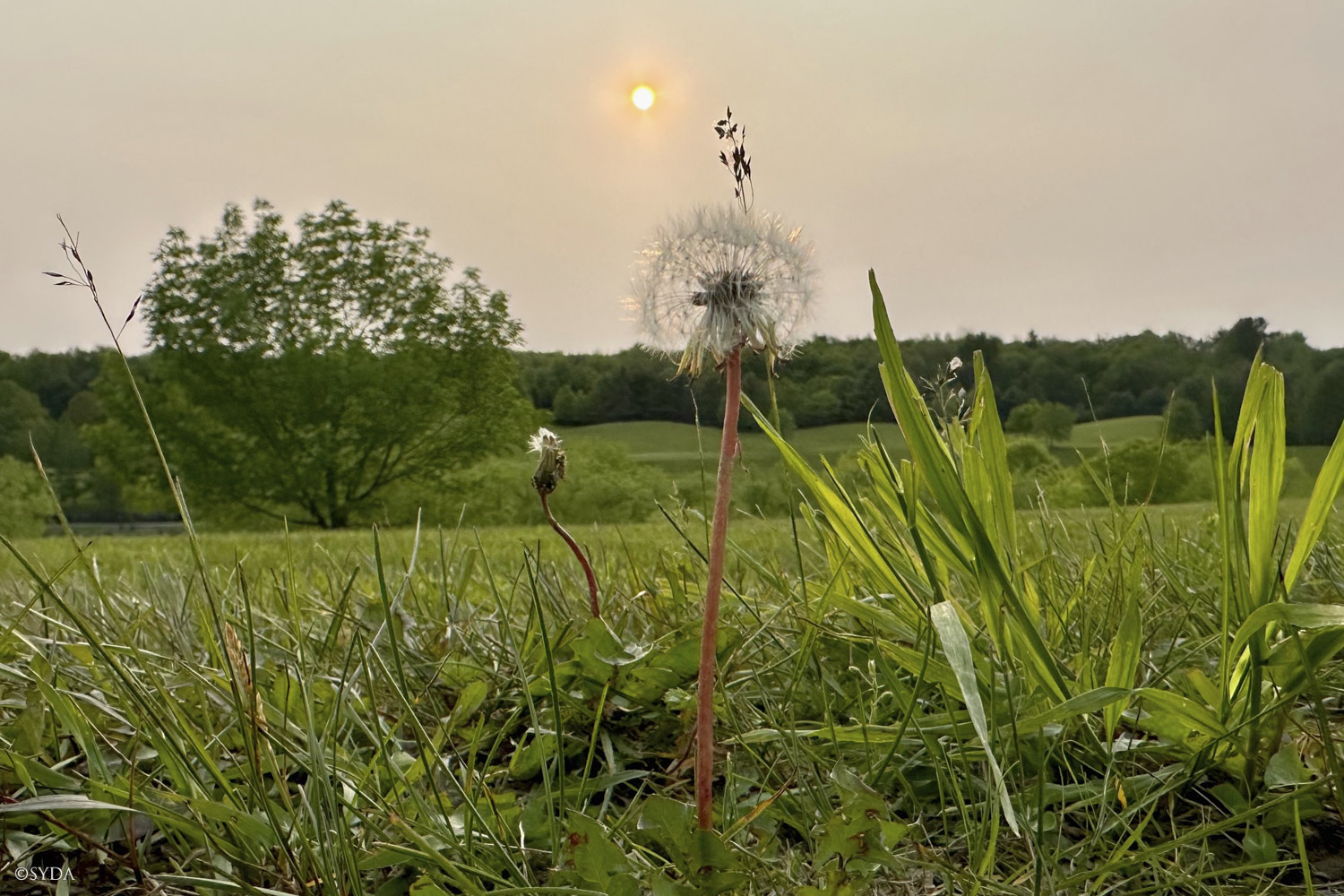 Nature Image