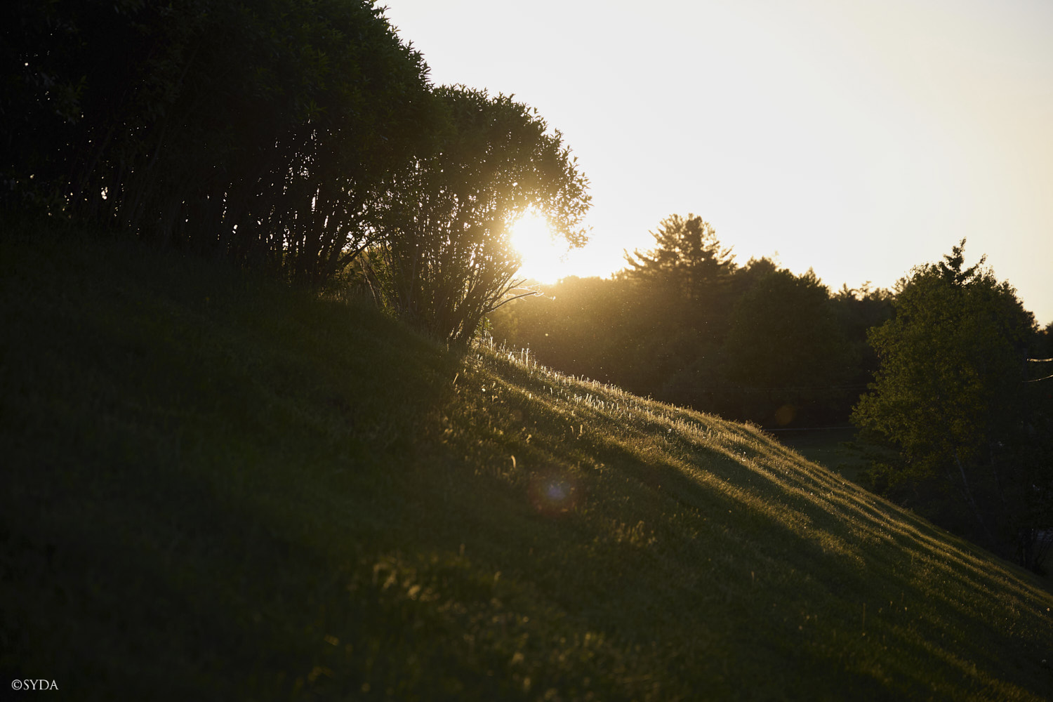 Nature Image