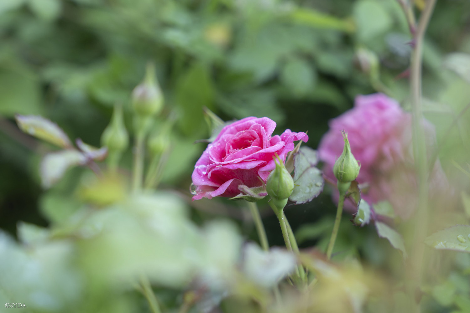 Nature Image