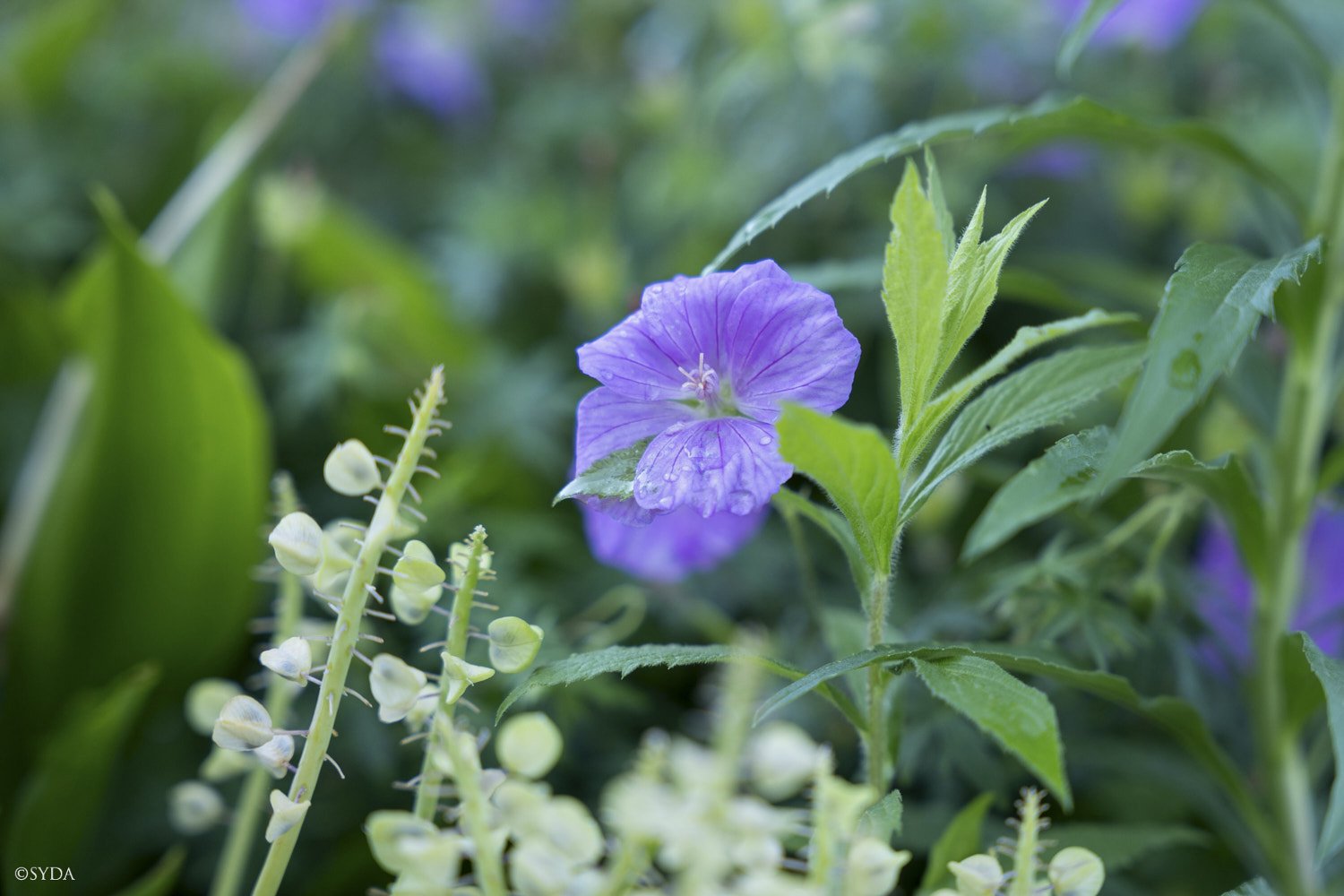 Nature Image
