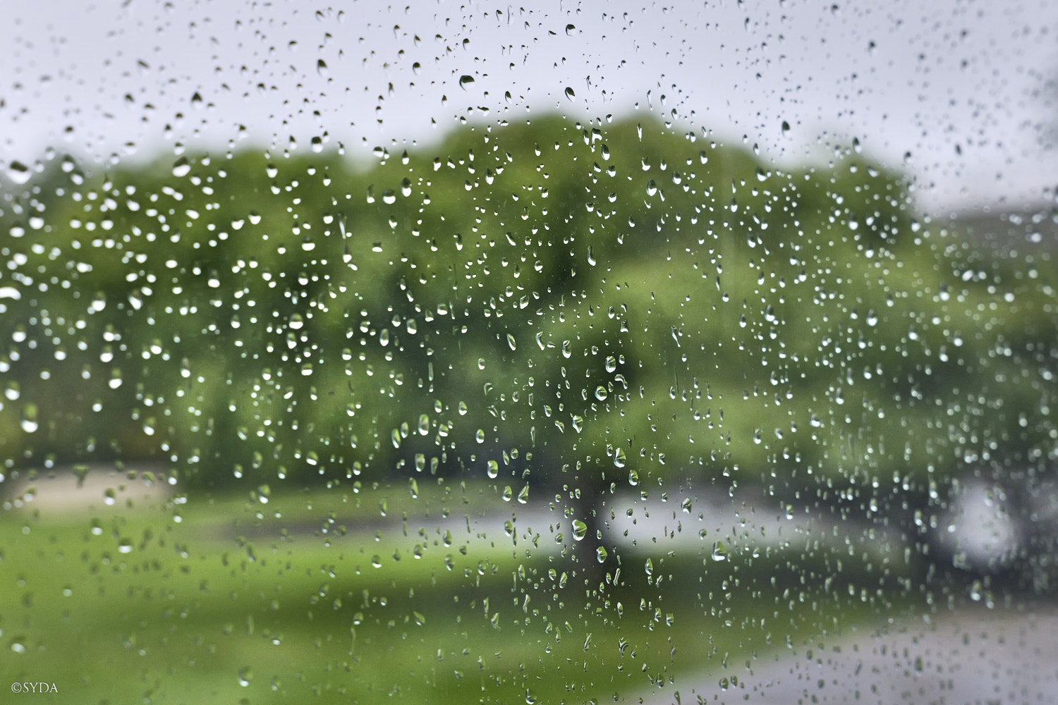 Nature Image