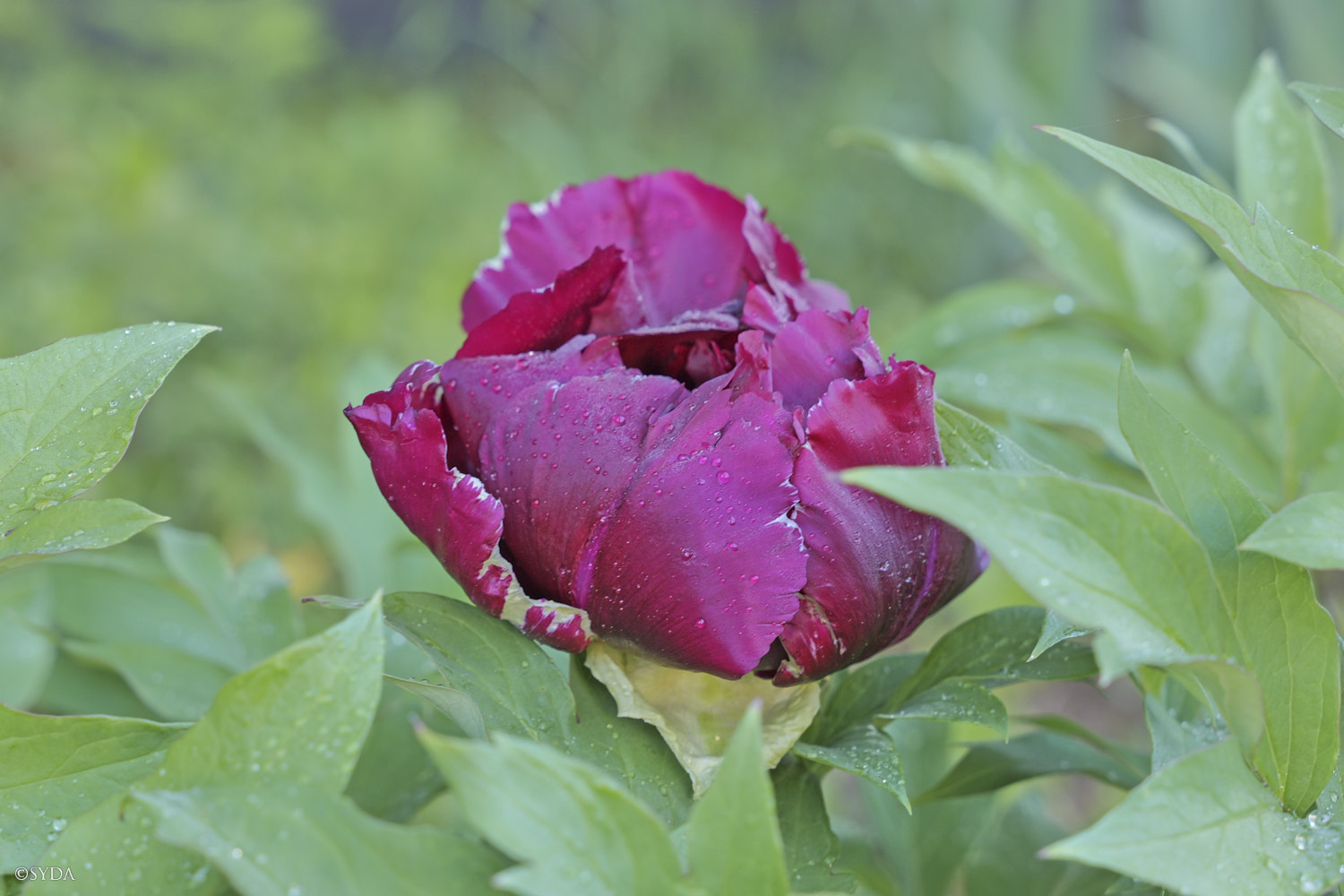Nature Image