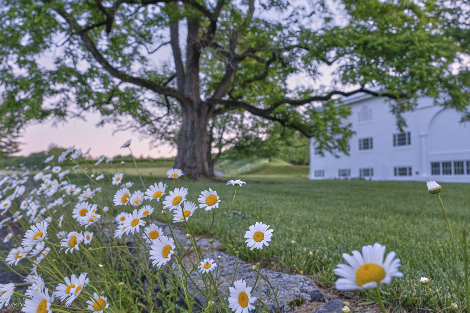 Nature Image