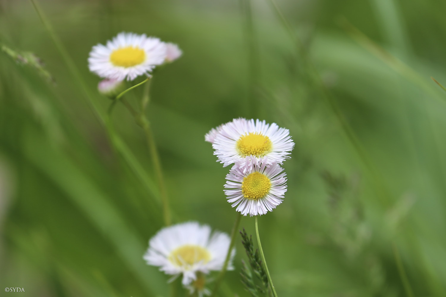 Nature Image