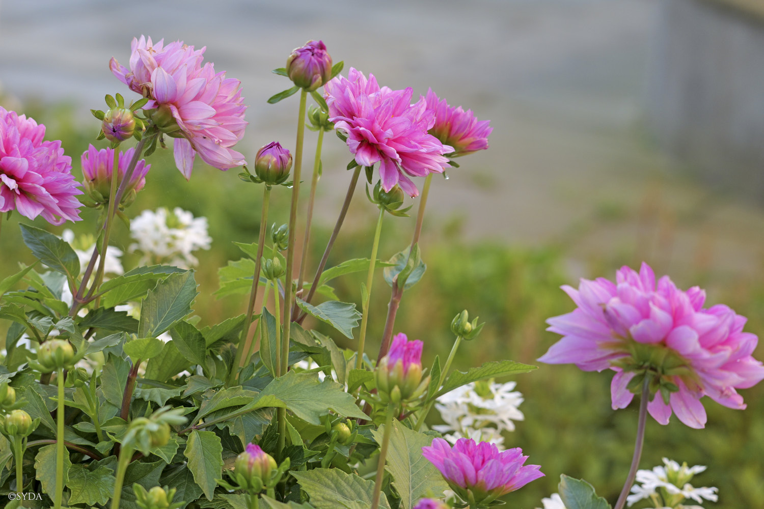 Nature Image
