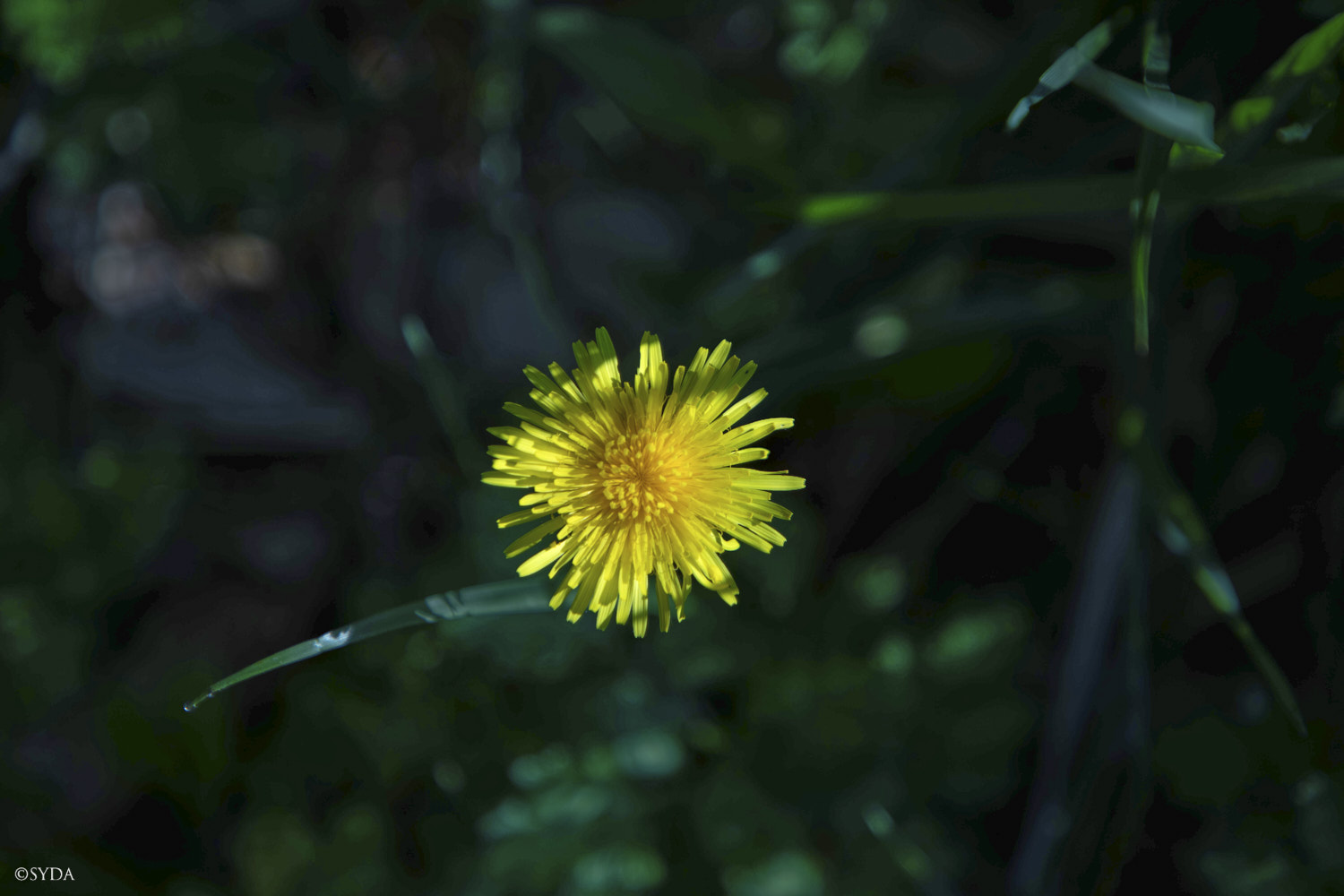 Nature Image