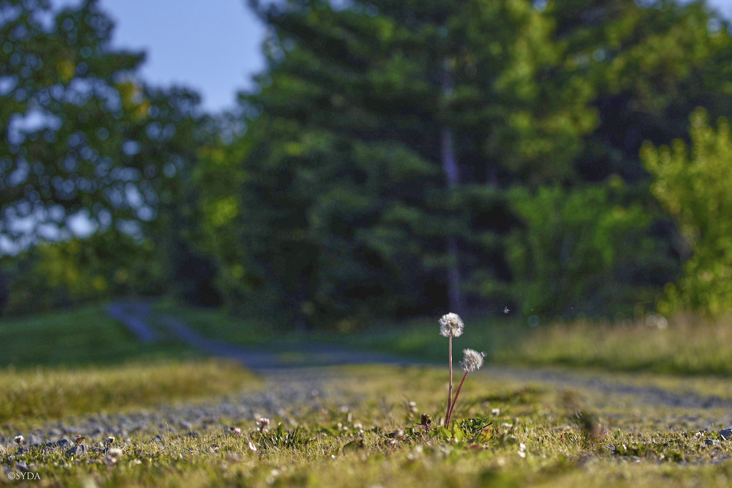Nature Image