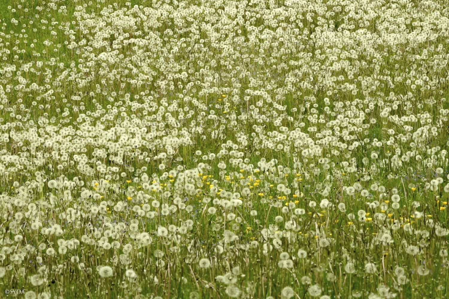Nature Image