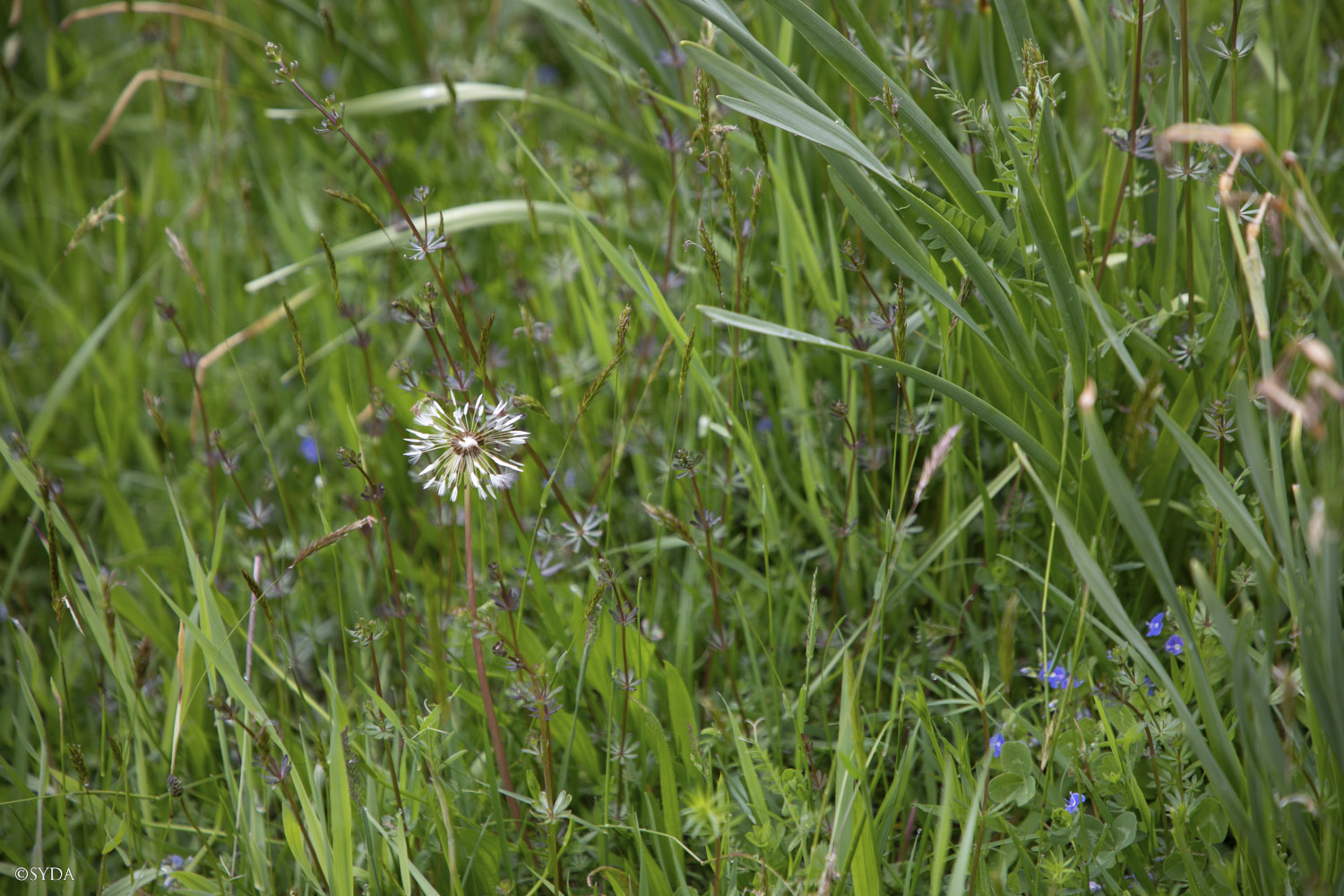 Nature Image