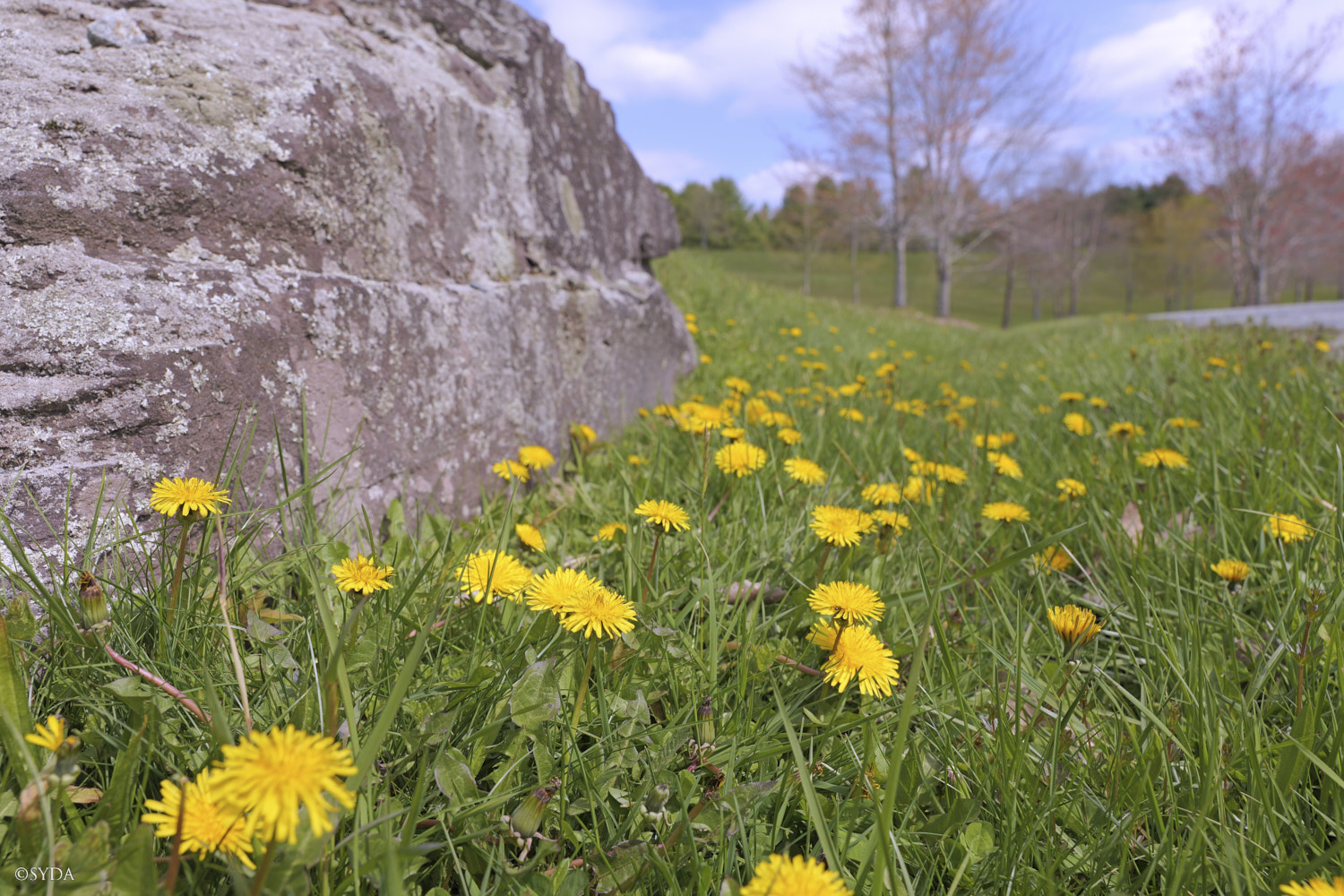 Nature Image