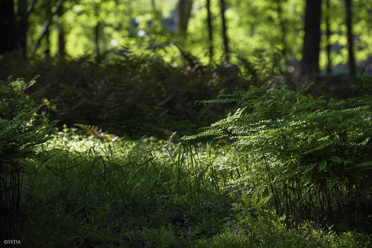 Nature Image
