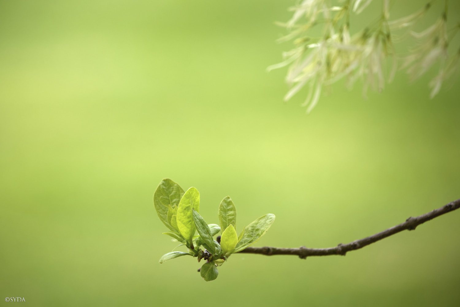 Nature Image