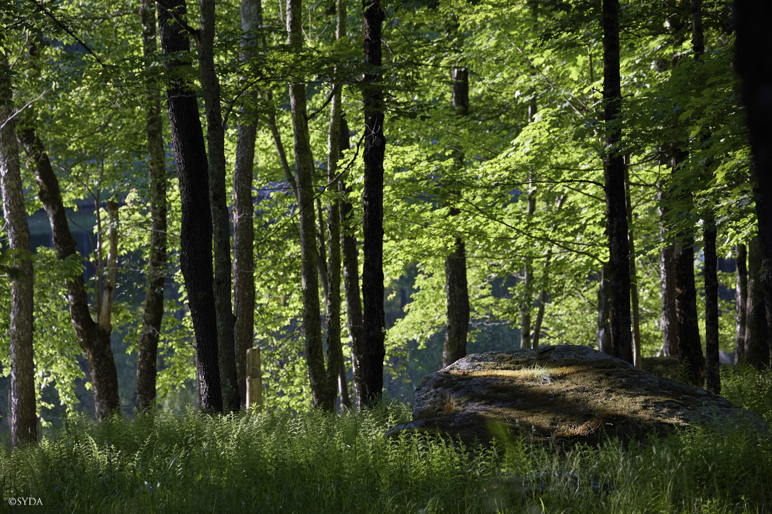 Nature Image