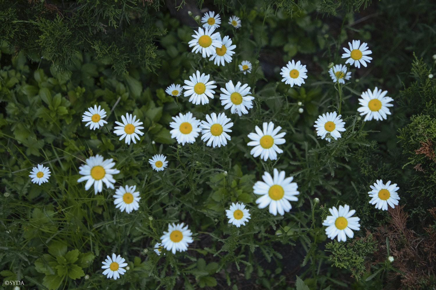Nature Image