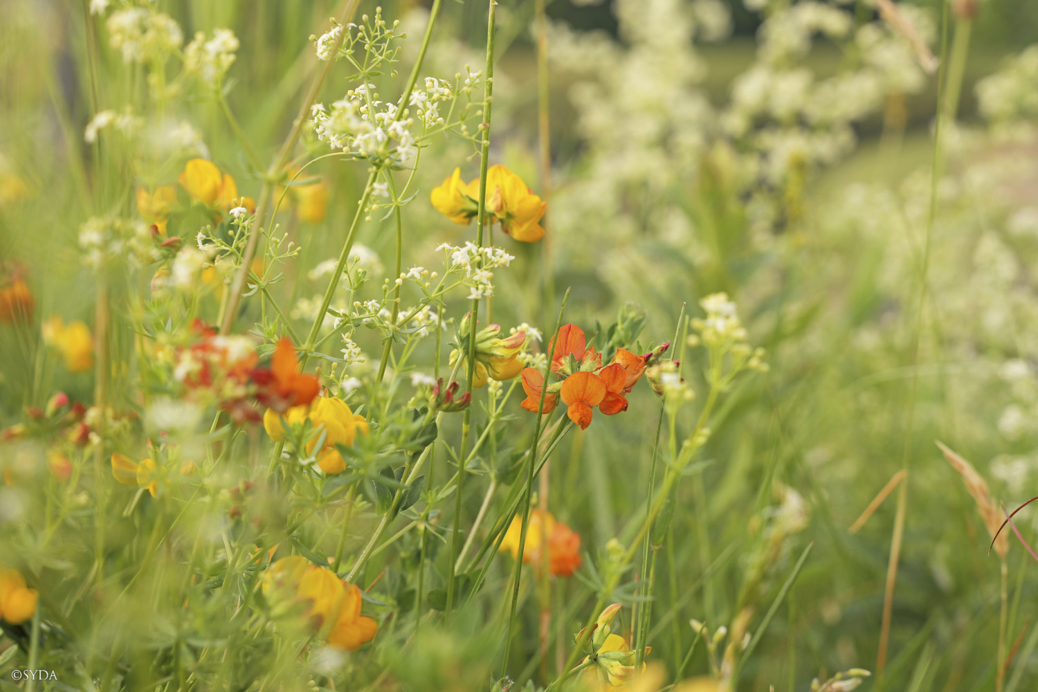 Nature Image