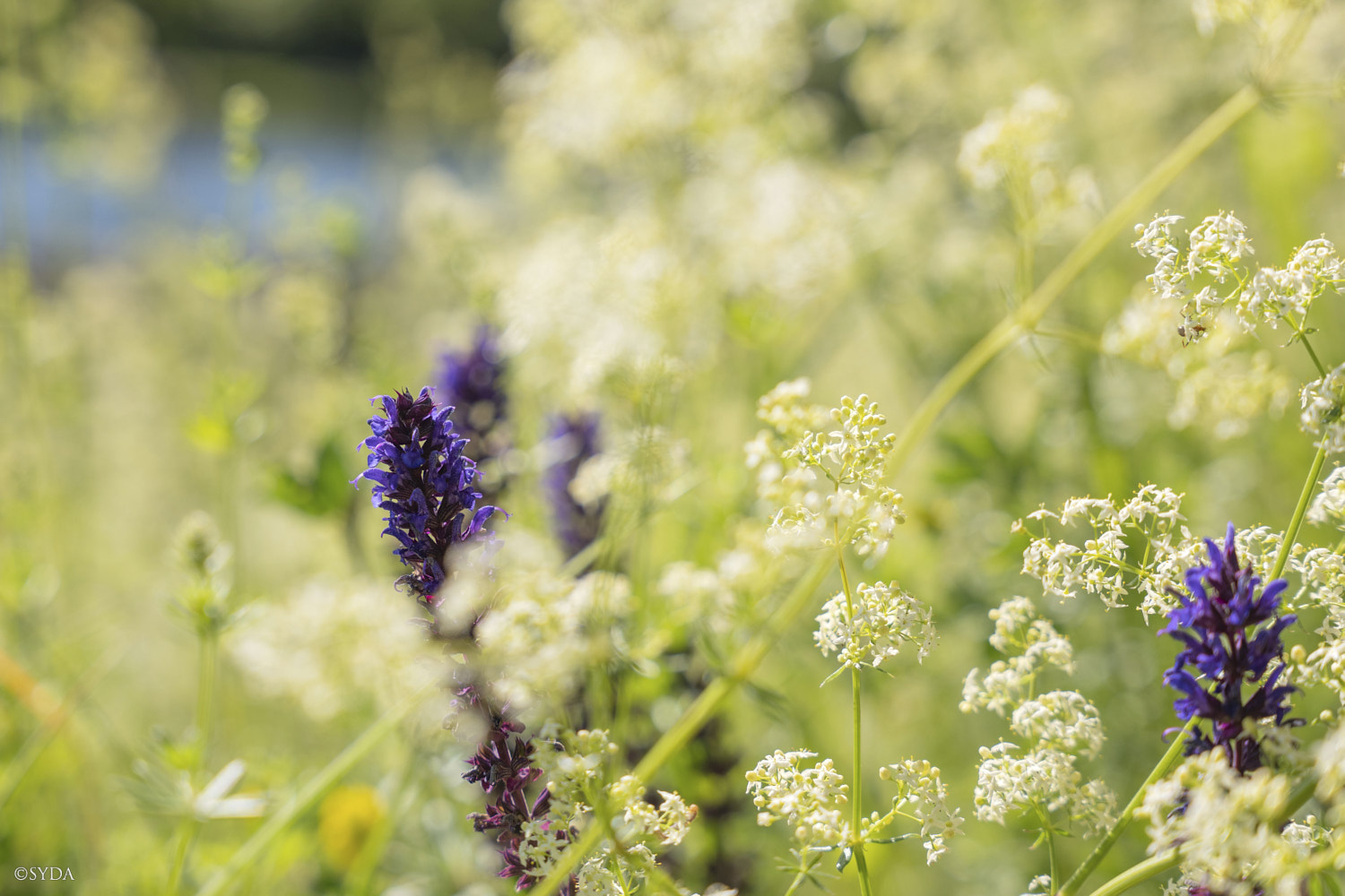 Nature Image