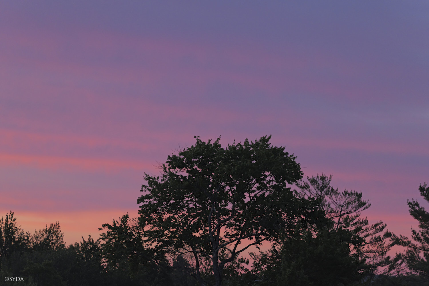 Nature Image