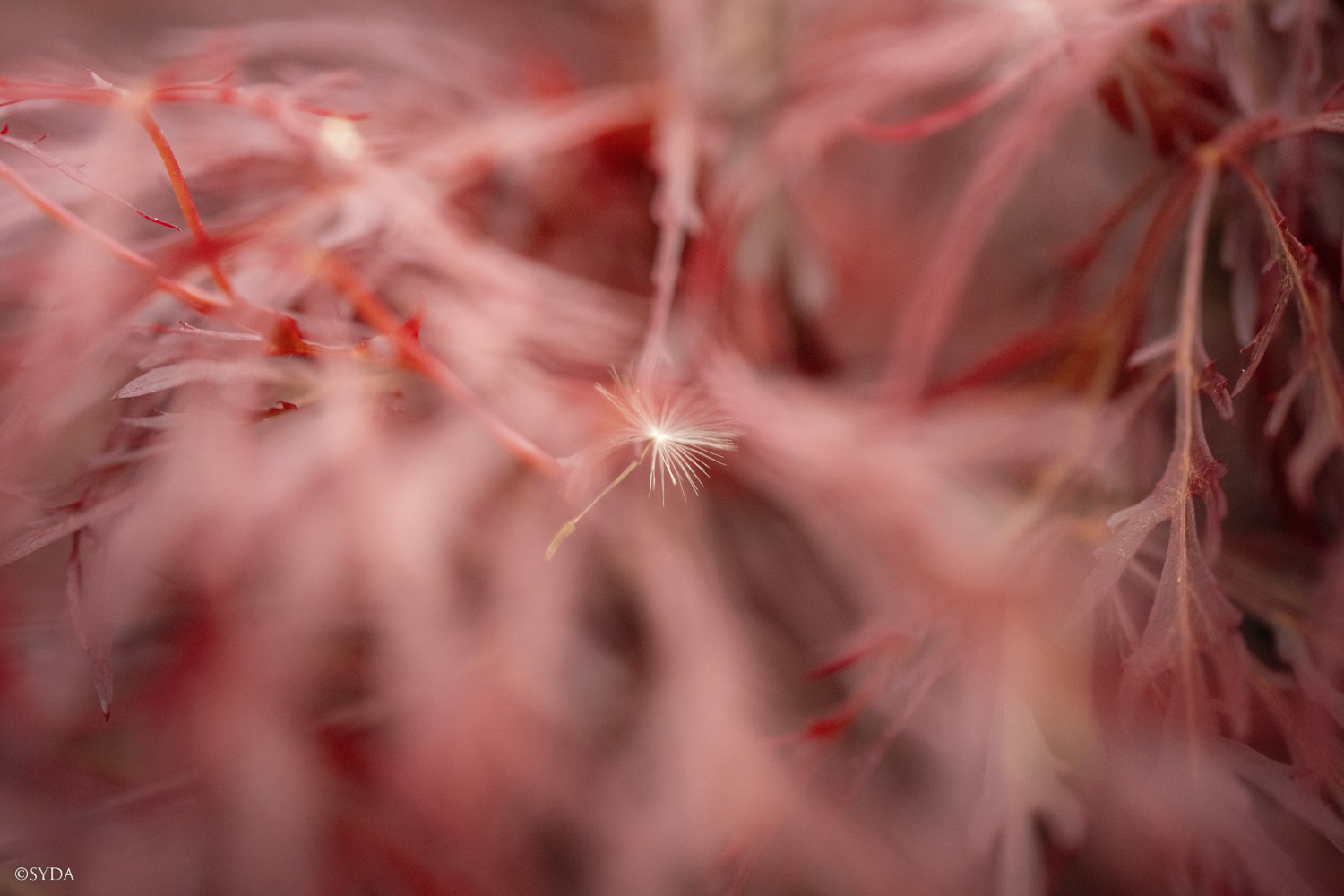 Nature Image