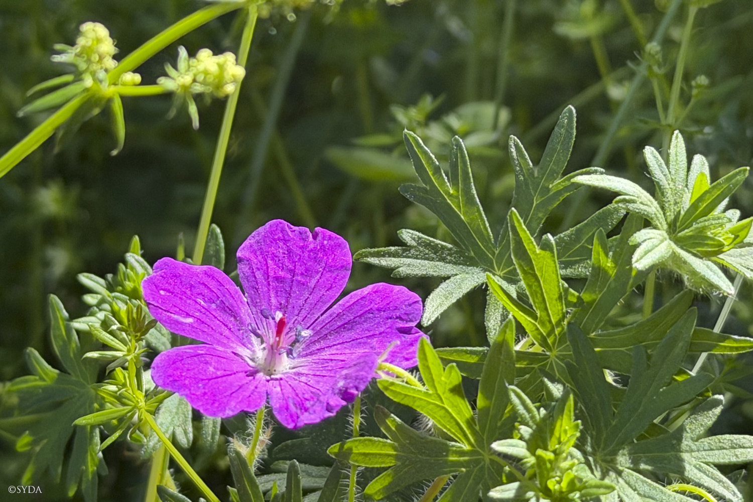 Nature Image