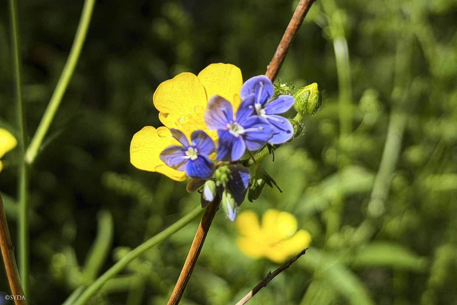 Nature Image