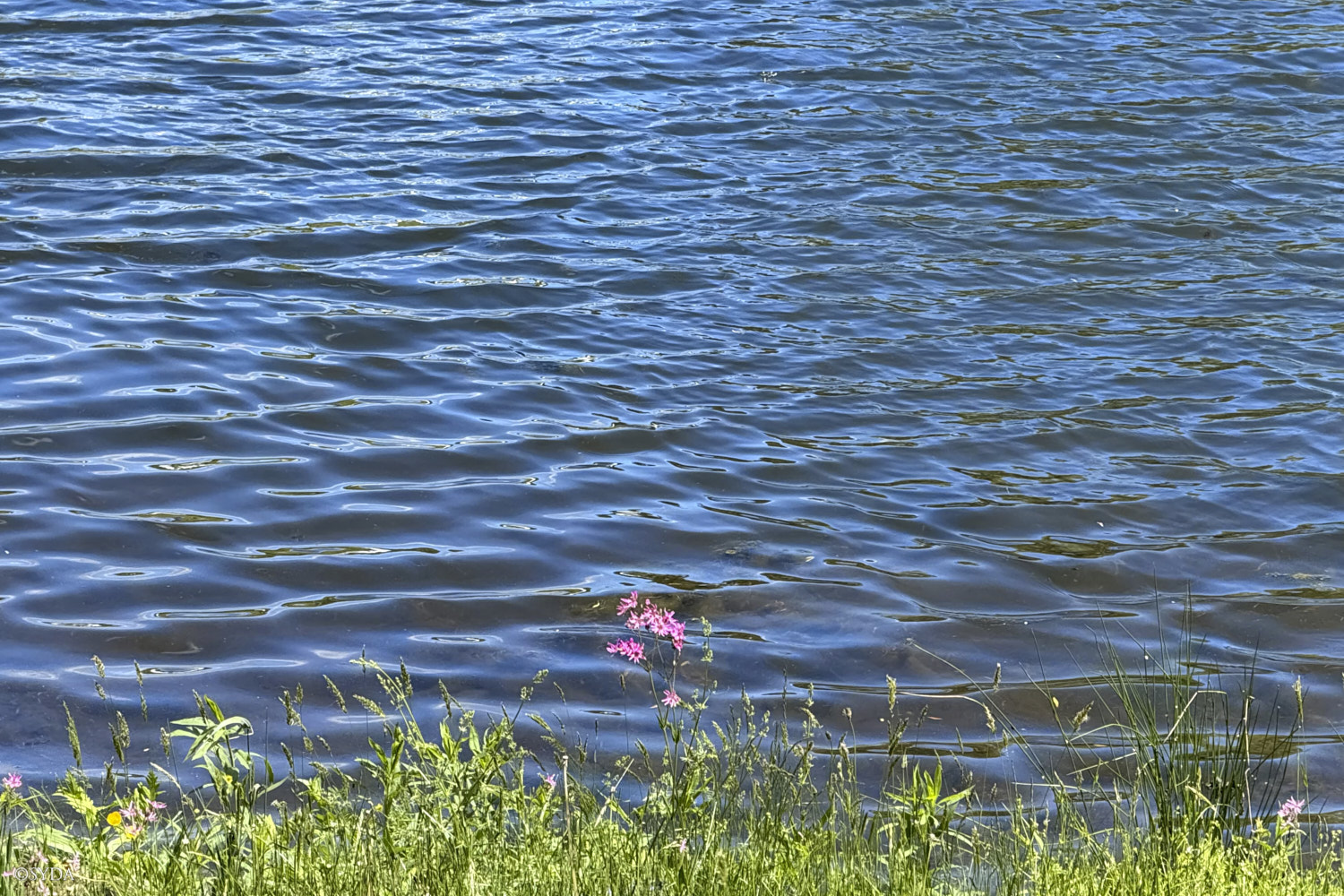 Nature Image