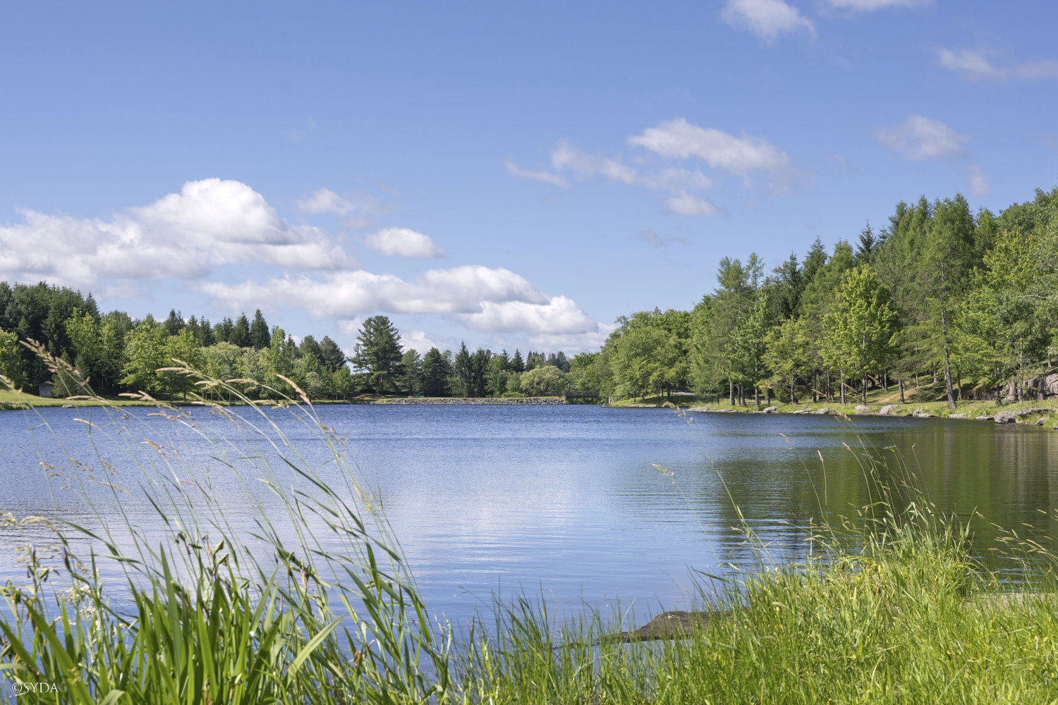 Nature Image