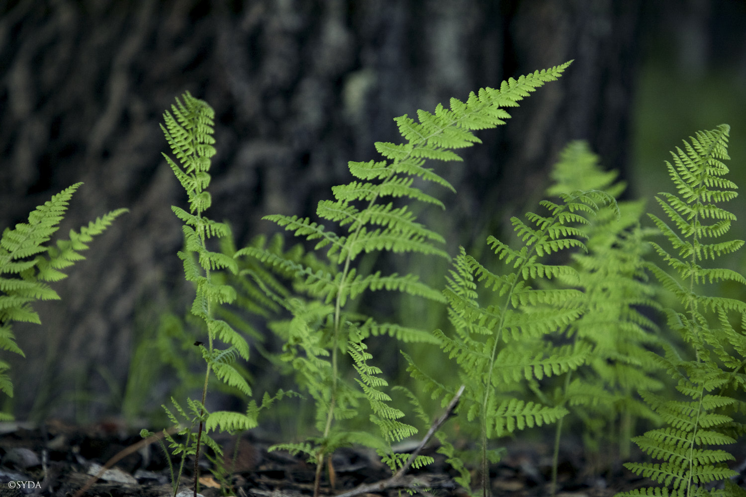 Nature Image