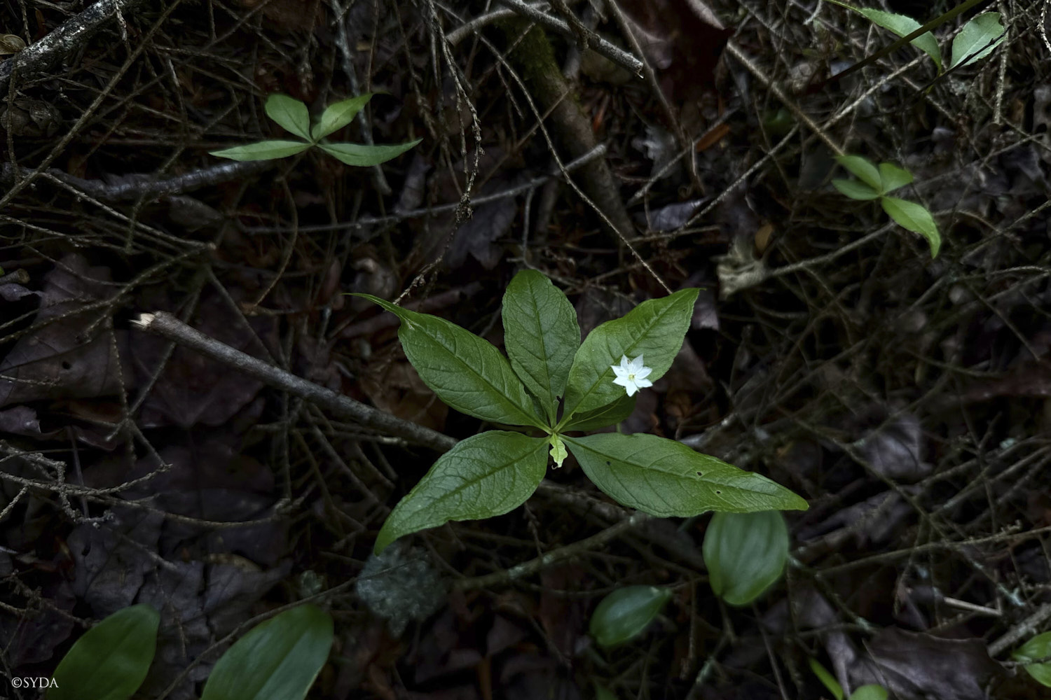Nature Image