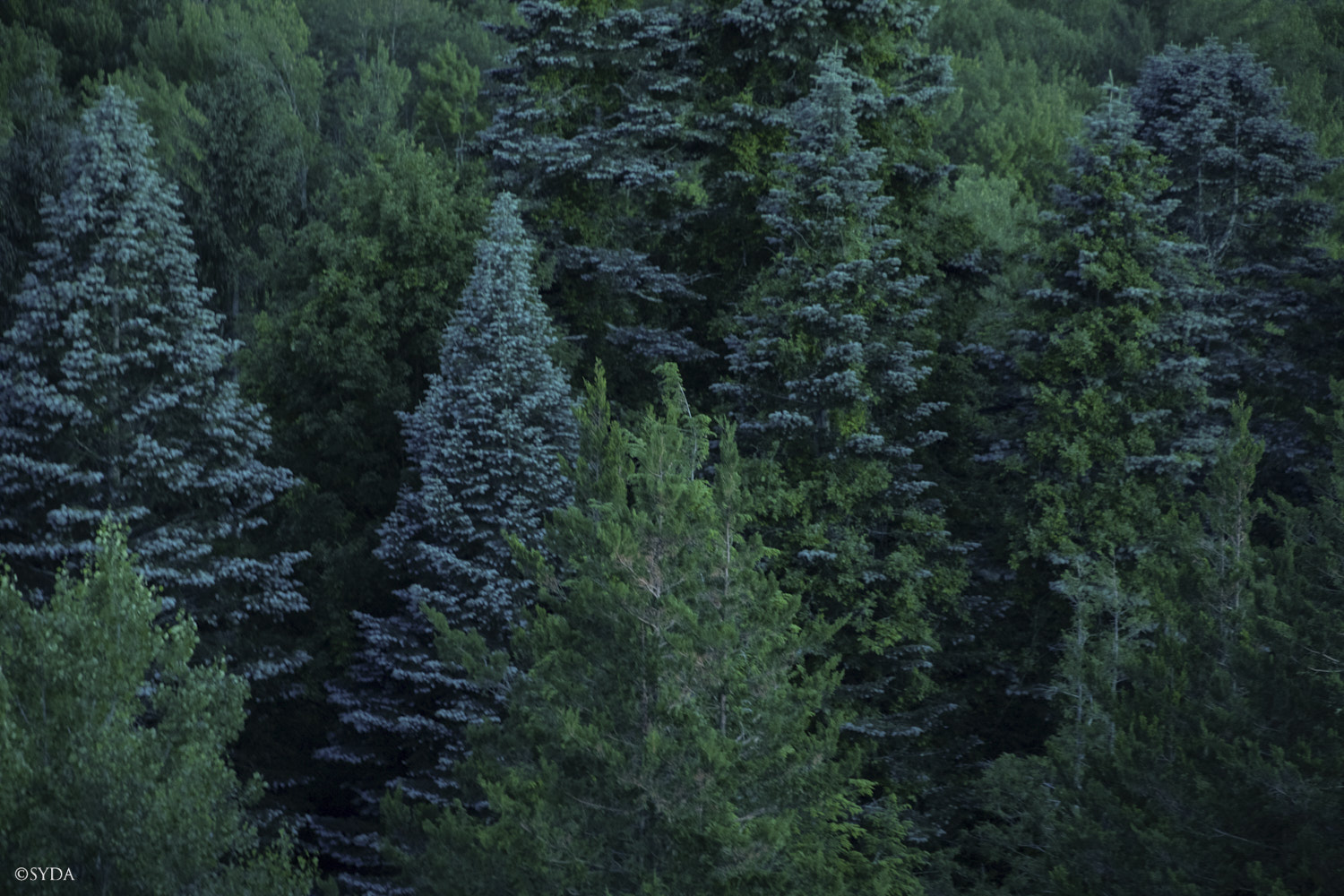 Nature Image