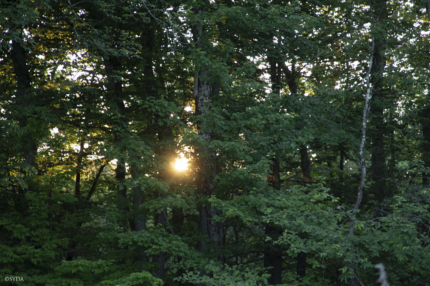 Nature Image