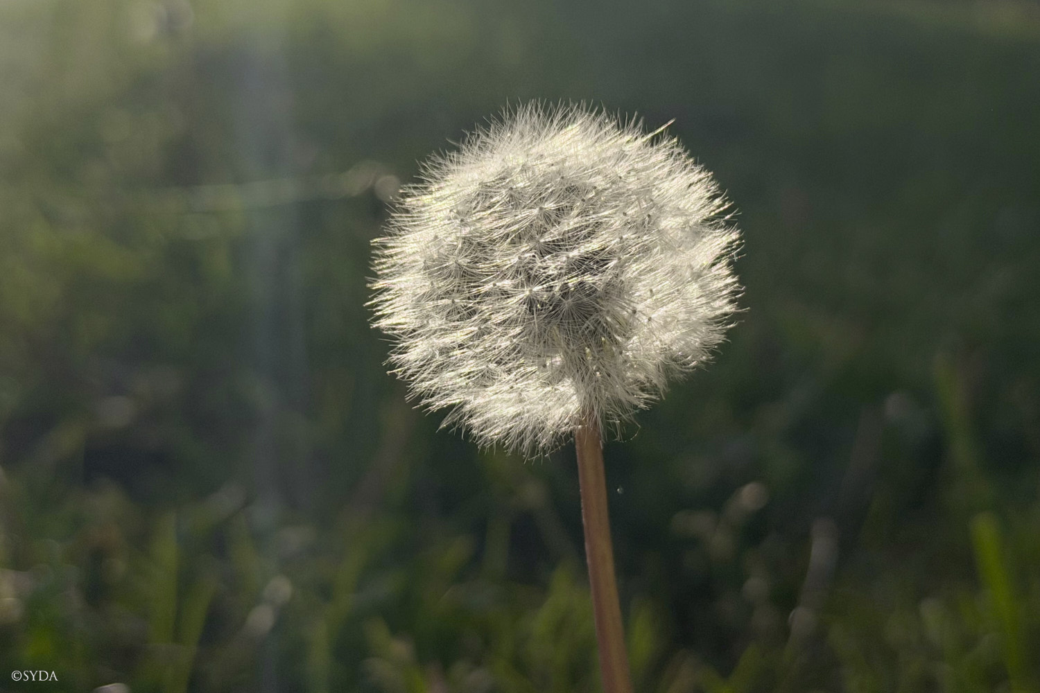 Nature Image