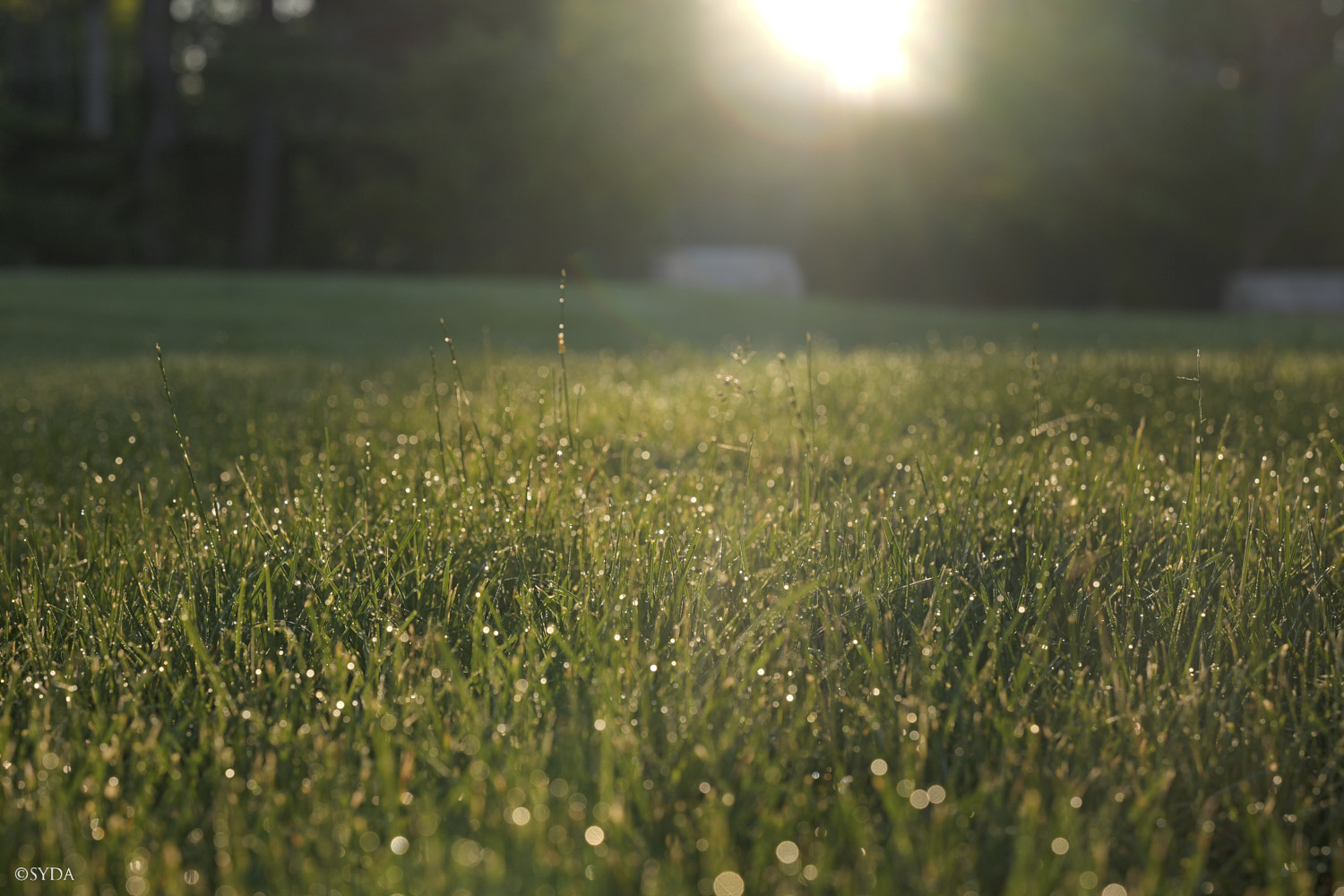 Nature Image