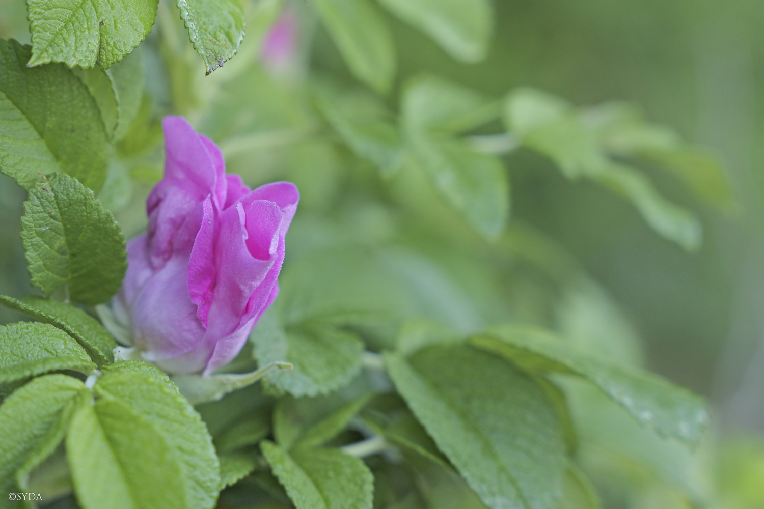 Nature Image