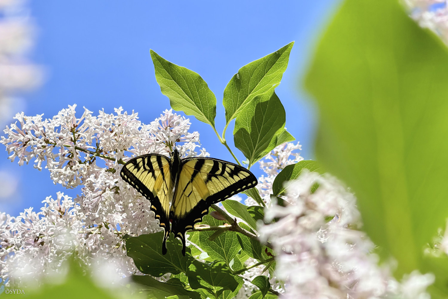 Nature Image
