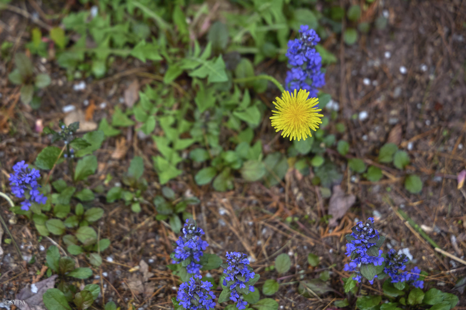 Nature Image